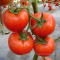 HT05 Dejar early maturity,red determinate f1 hybrid tomato seeds